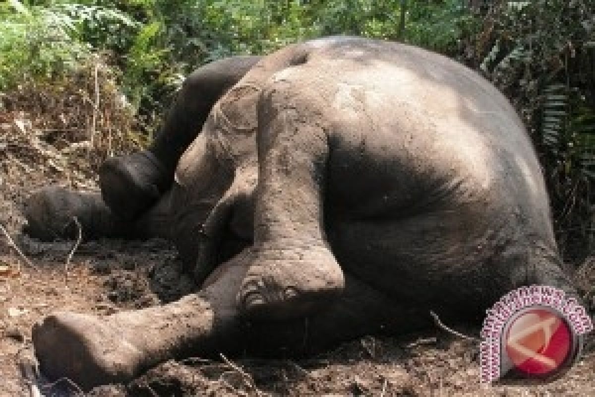 Seekor Gajah Ditemukan Mati di Aceh Besar Dengan Penuh Luka