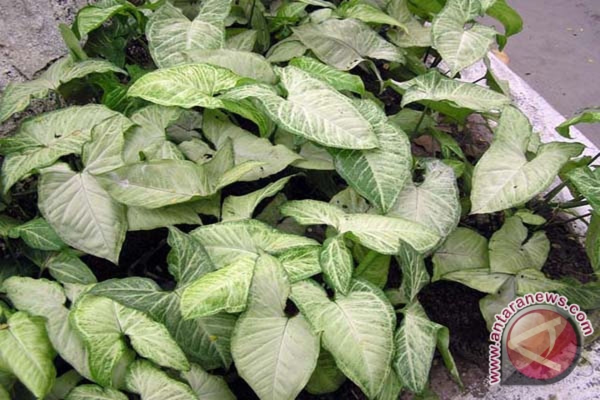 UGM kembangkan kebun Gama Herbal 