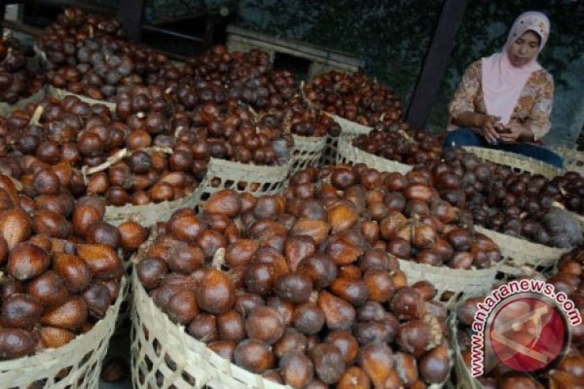 Salak pondoh Sleman kantongi sertifikat HAKI