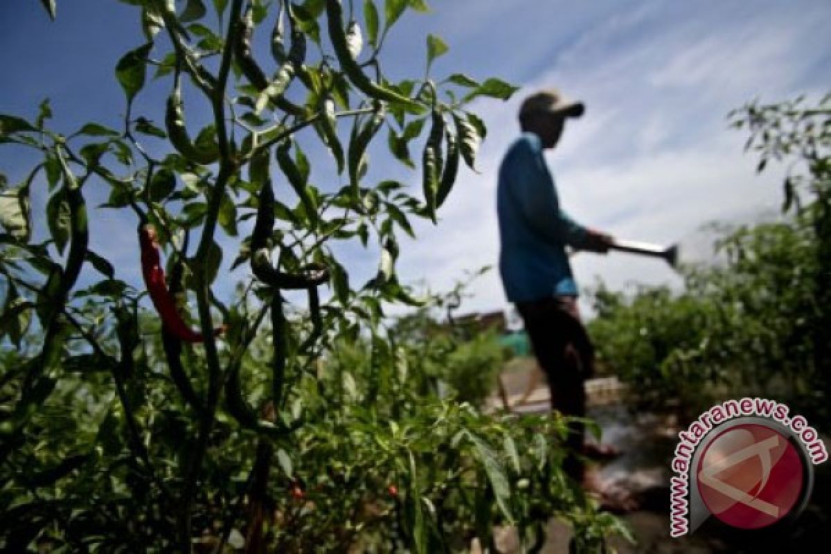 Yogyakarta kembangkan pertanian perkotaan