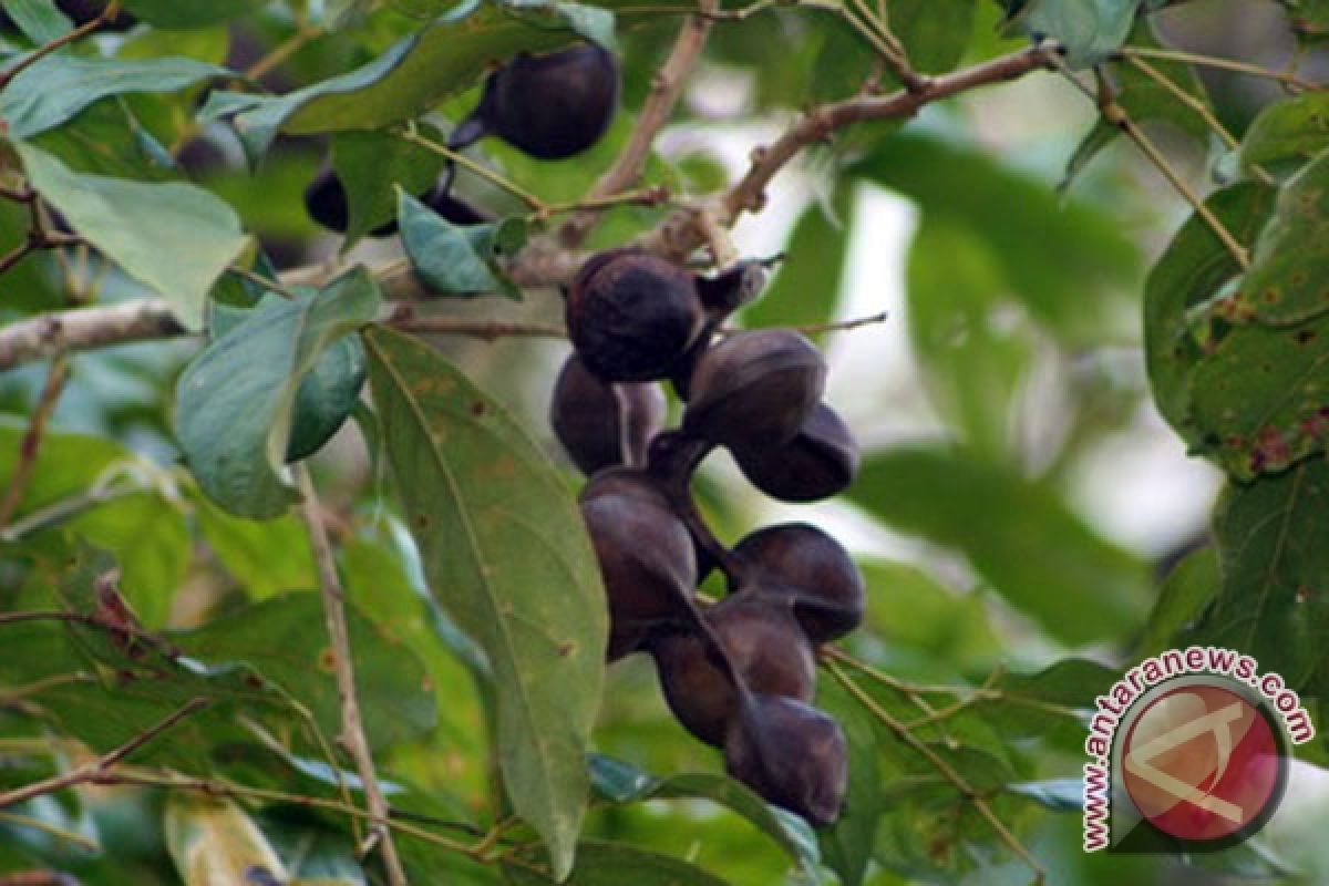 Gubernur Jabar:  Harga jengkol naik masih wajar 