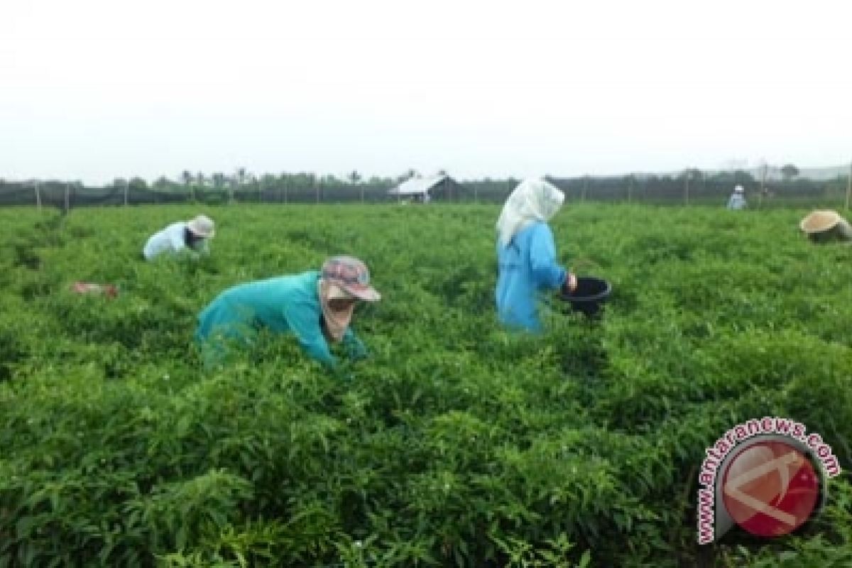 Petani Pesisir Kulon Progo panen raya cabai
