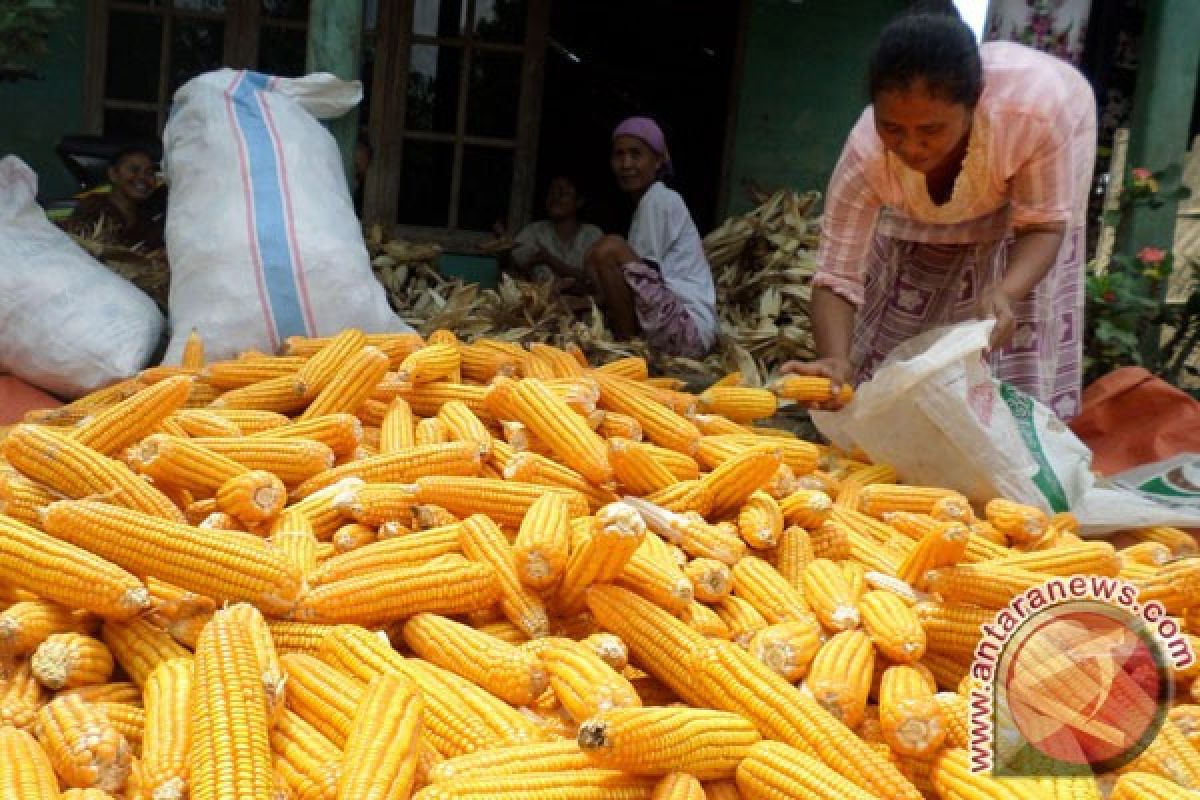 N. Sumatra sets higher target for corn production this year