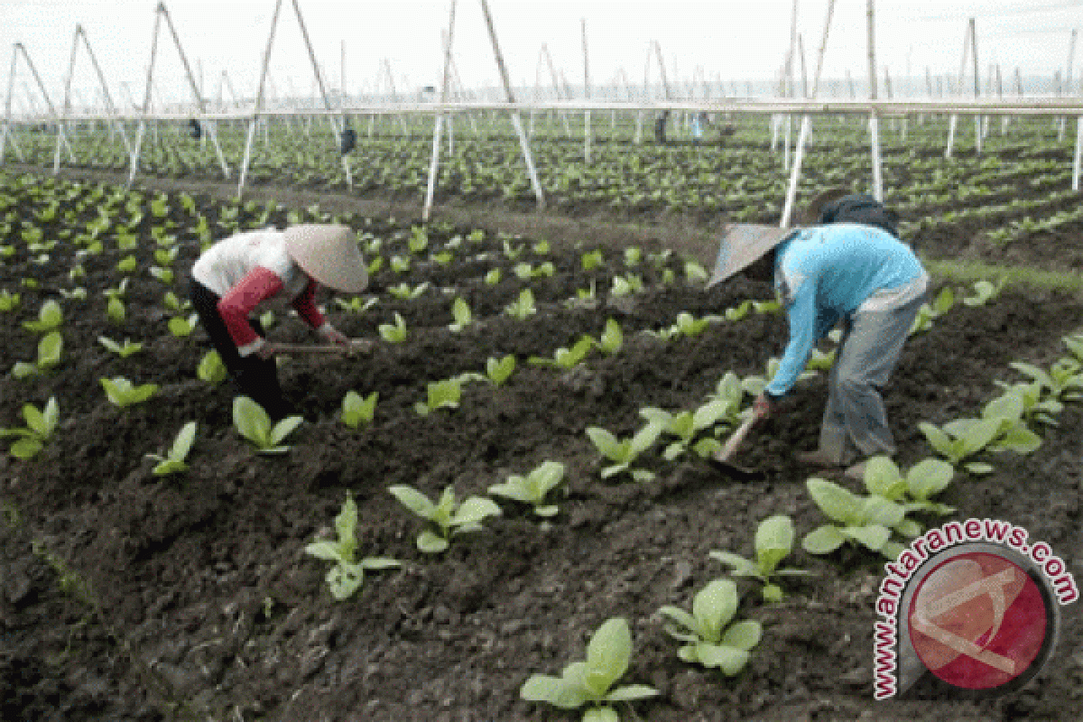 Petani tembakau di Jember khawatirkan cuaca