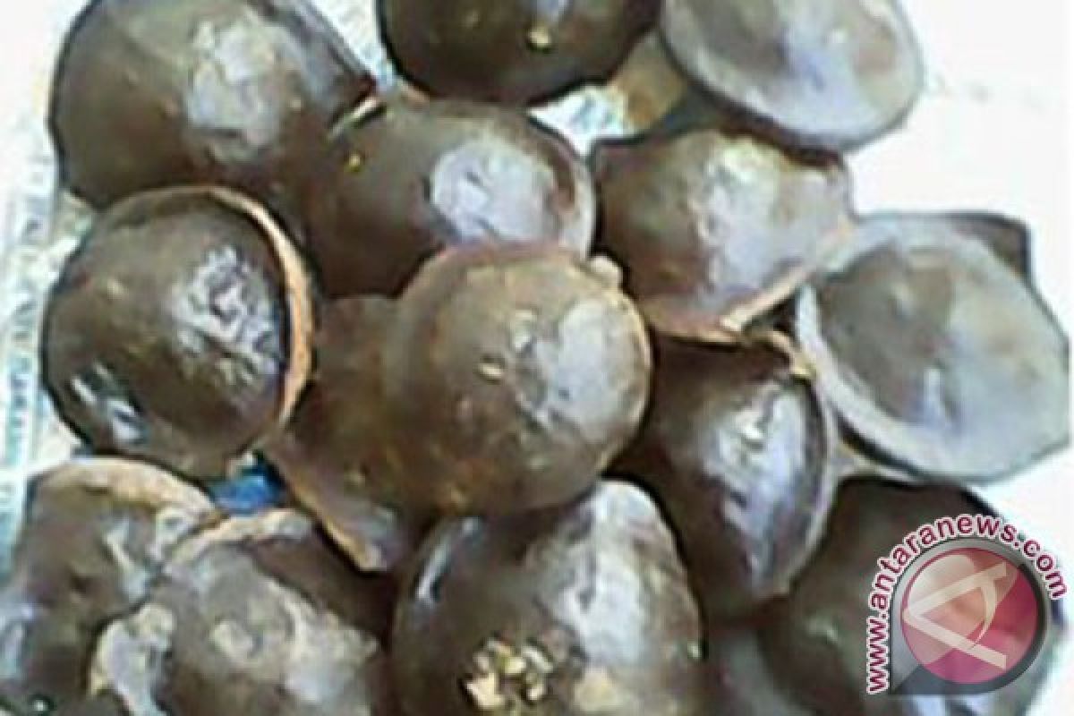 Harga jengkol di Bogor Rp 60.000/kg