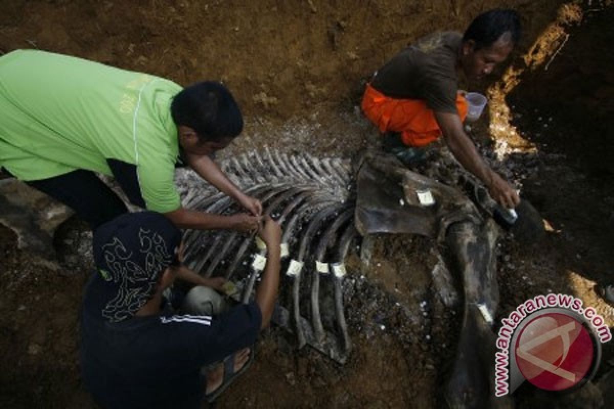 Bones of seven elephants found in Riau`s industrial forest