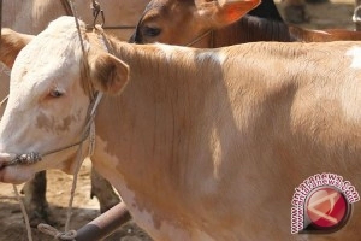 Pemkab Bangka Barat Potong Empat Sapi Kurban