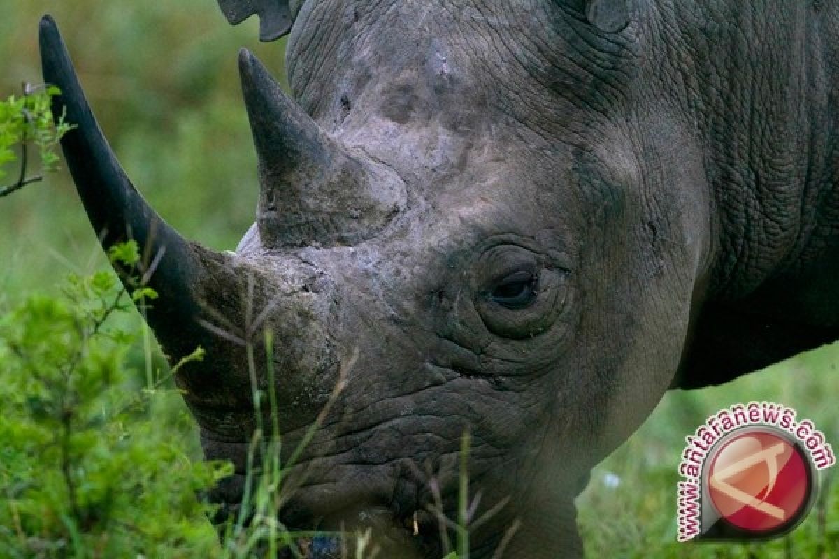 Demi mencegah lonjakan perburuan, Afrika Selatan potong cula badak