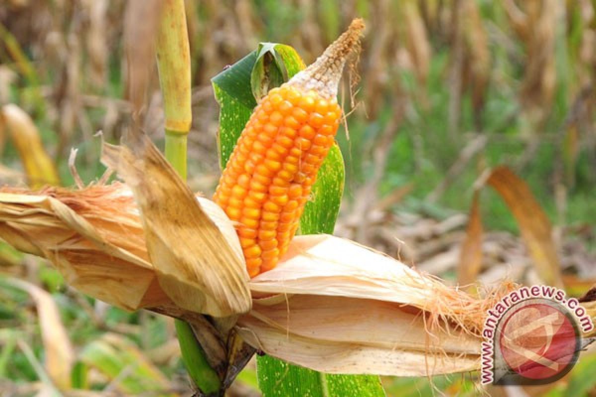 Legislator: Aceh Selatan berpotensi lumbung jagung