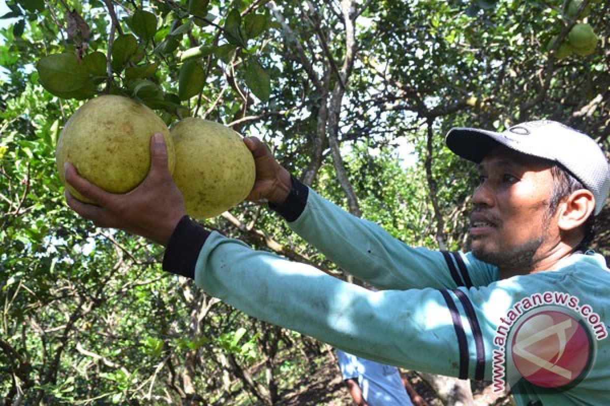 IPB: jeruk pamelo  potensial dikembangkan