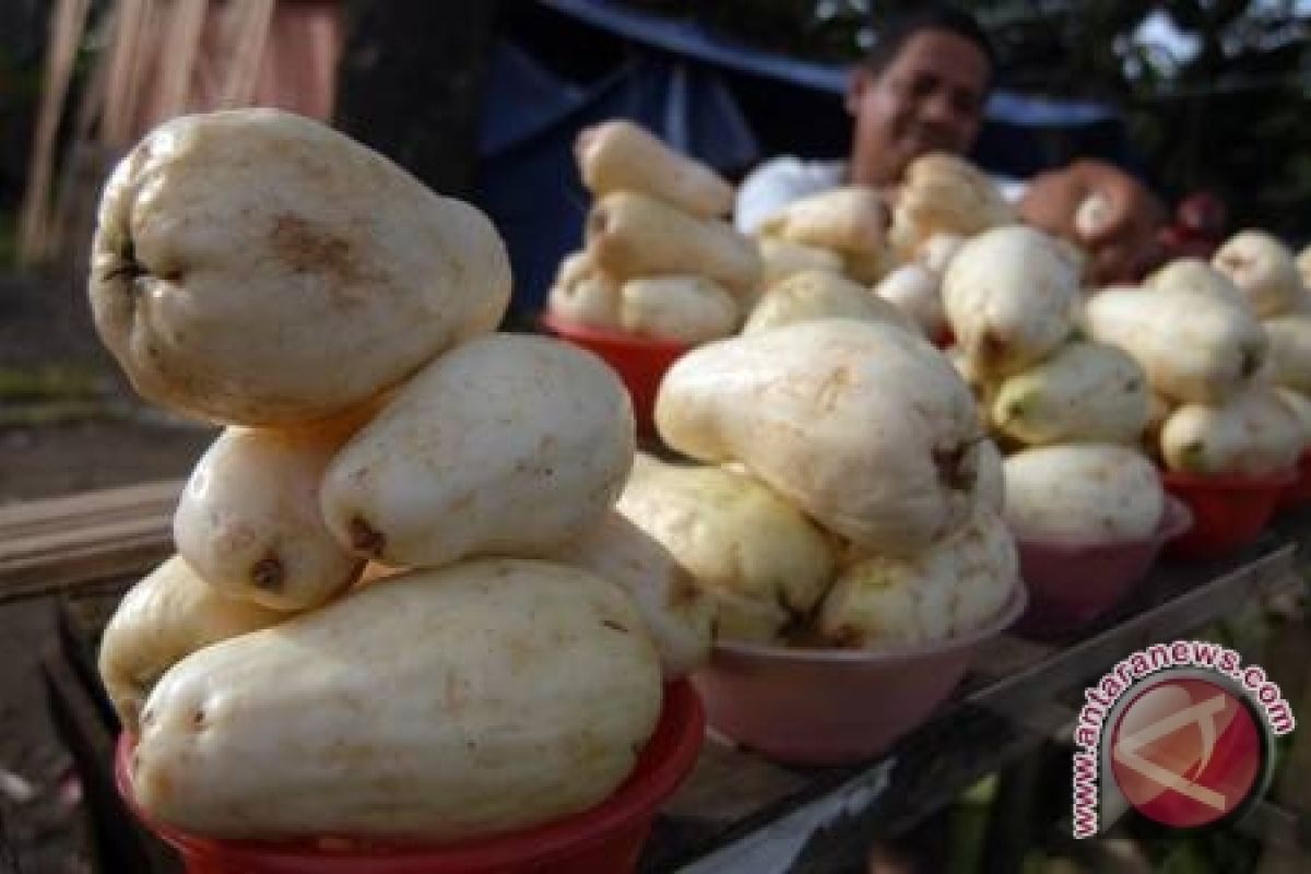 Libur sekolah Mekarsari panen buah jambu bol