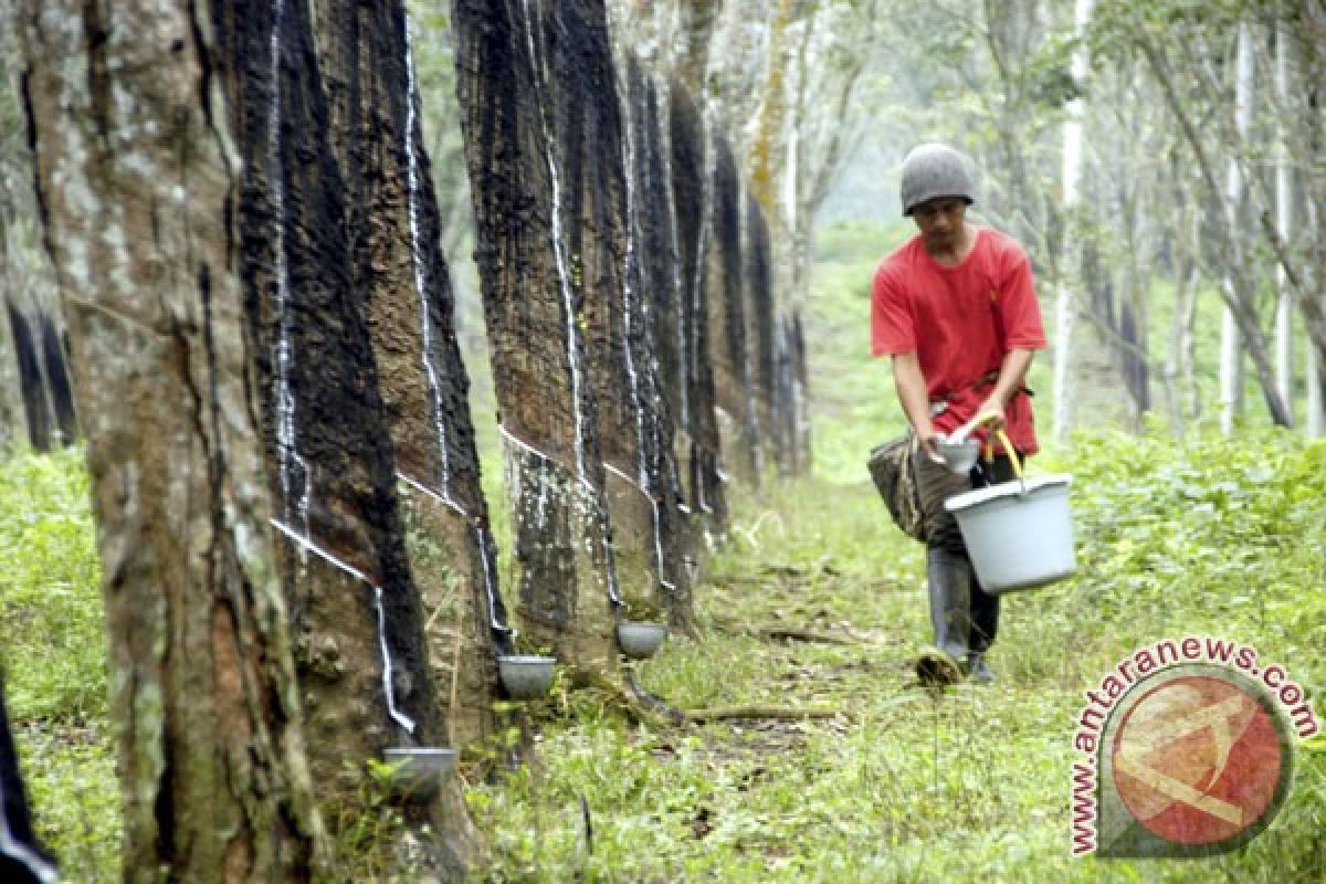 Penyakit gugur daun papar perkebunan karet Indonesia