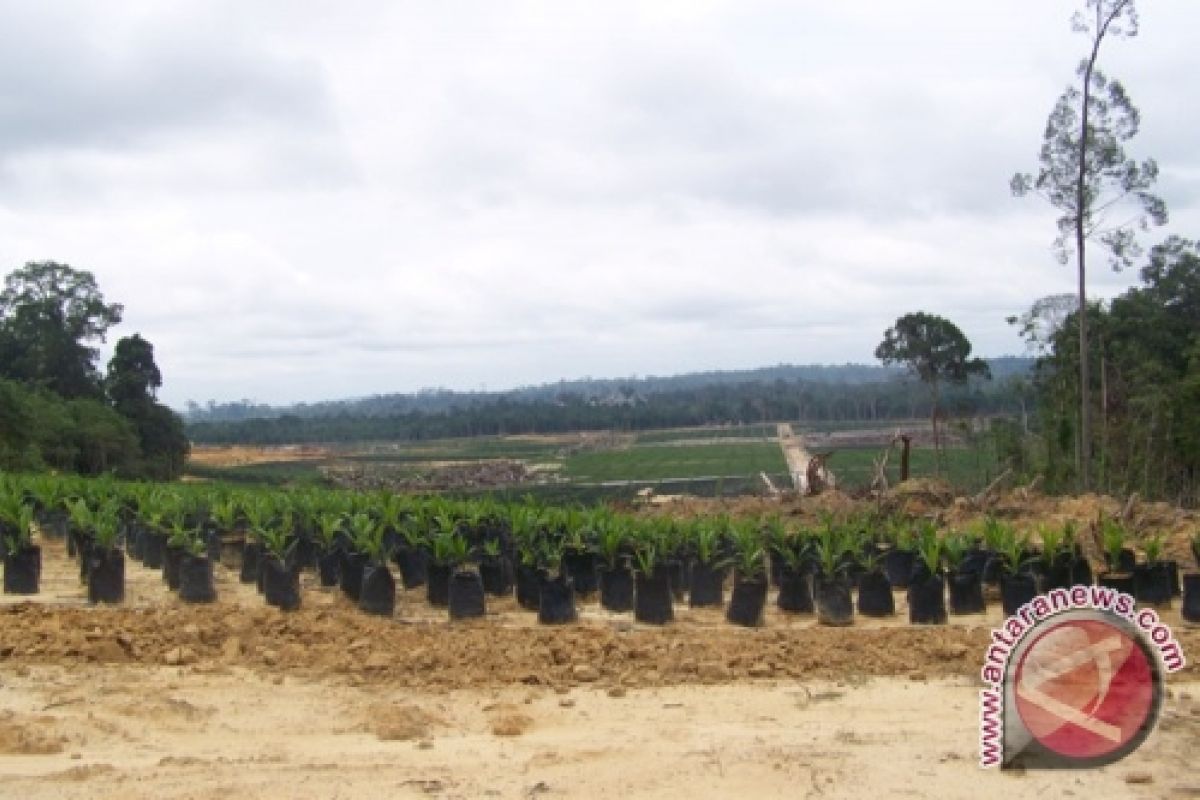 5.712 Hektare Kebun Sawit Plasma Untuk Masyarakat 