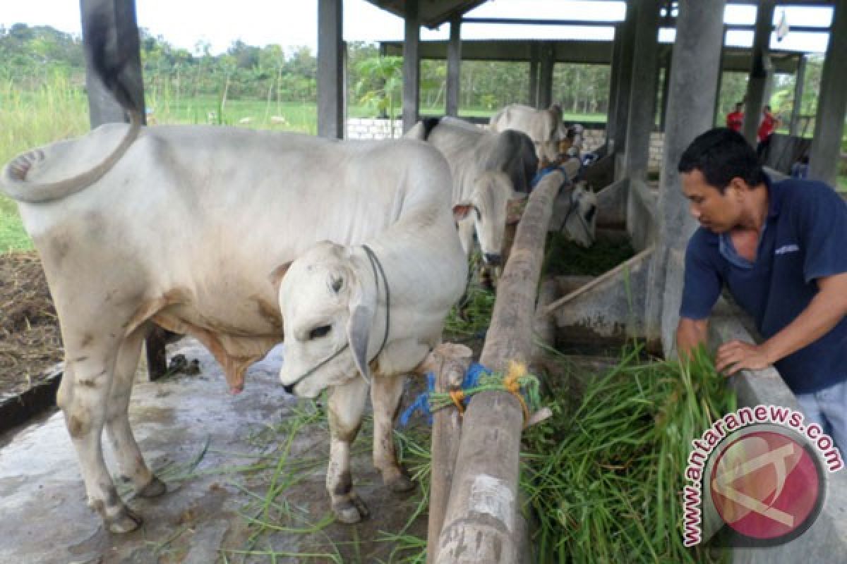 Indramayu gelar kontes ternak sapi potong