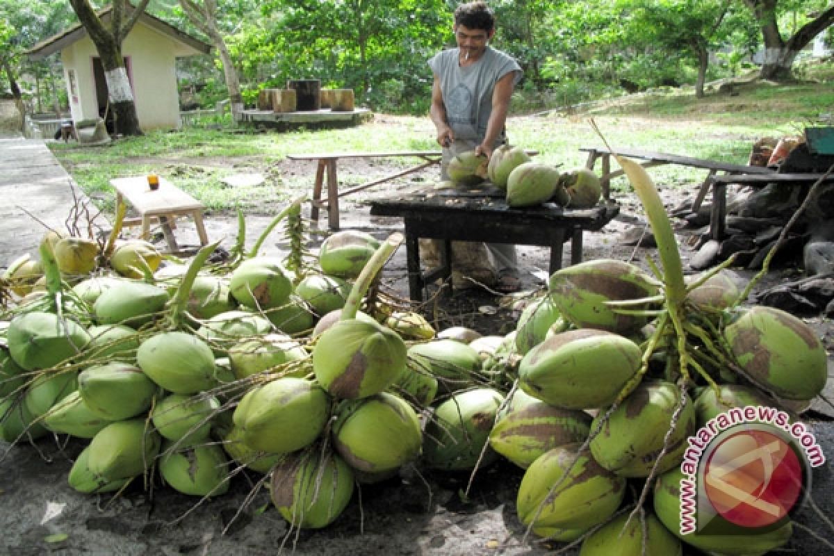 Produksi Kelapa Petani Lampung Timur Menurun