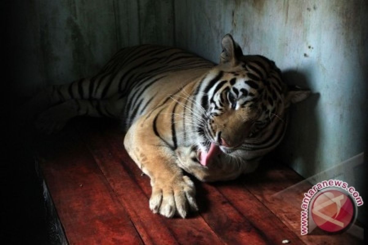 Macan Tutul Serang Anak Kecil Hingga Tewas