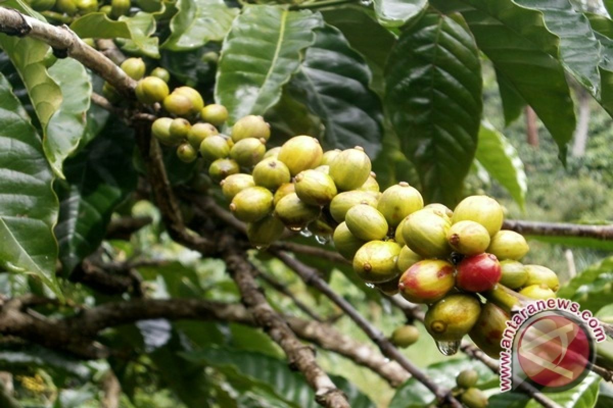 Panen kopi Lampung turun  