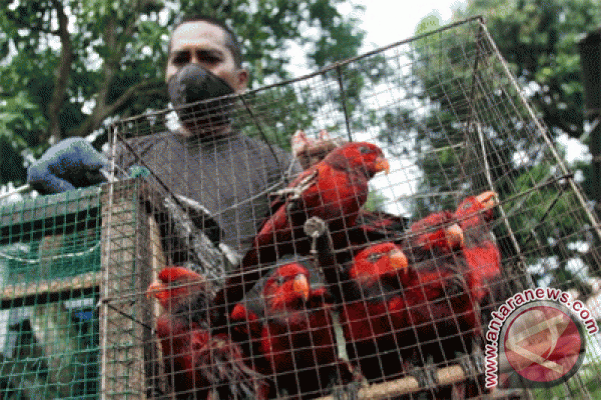 Kapolda Kalbar tidak hadir praperadilan Jumardi kasus jual burung