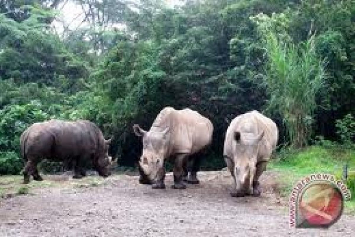 Seekor badak Sumatera di Kalimantan selamat dari lubang jebakan