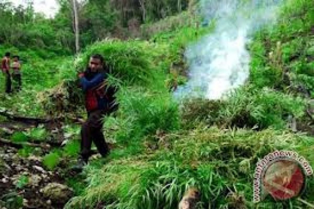 Polisi Musnahkan Ladang Ganja di Bukitbarisan