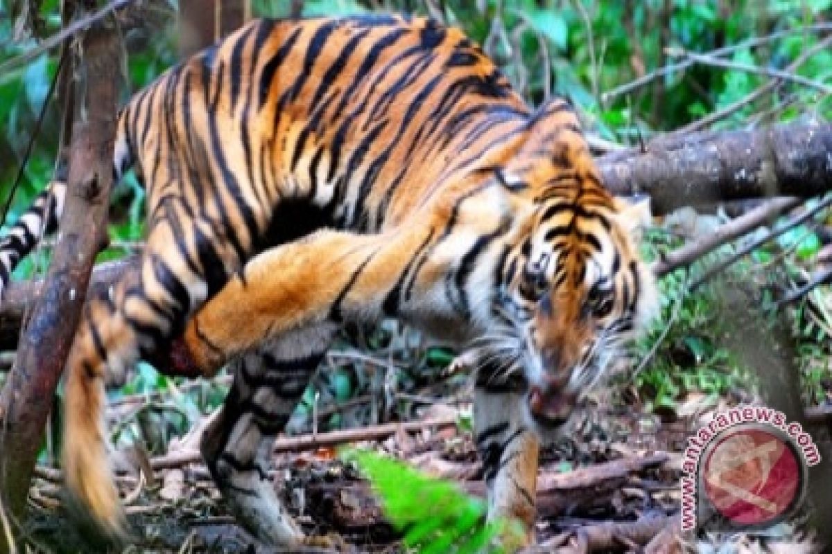 Pemburu profesional incar harimau di TNKS Jambi