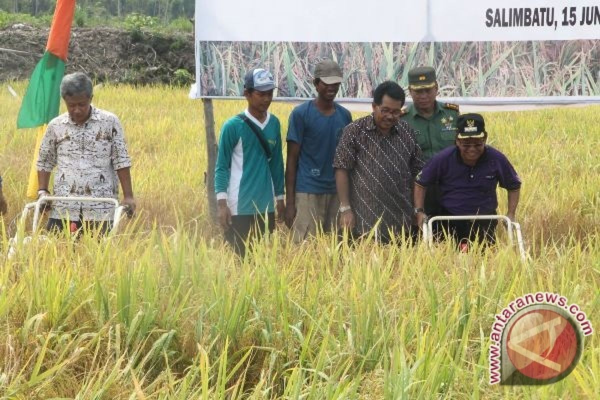 PT NAM Buktikan Food Estate Jalan Terus