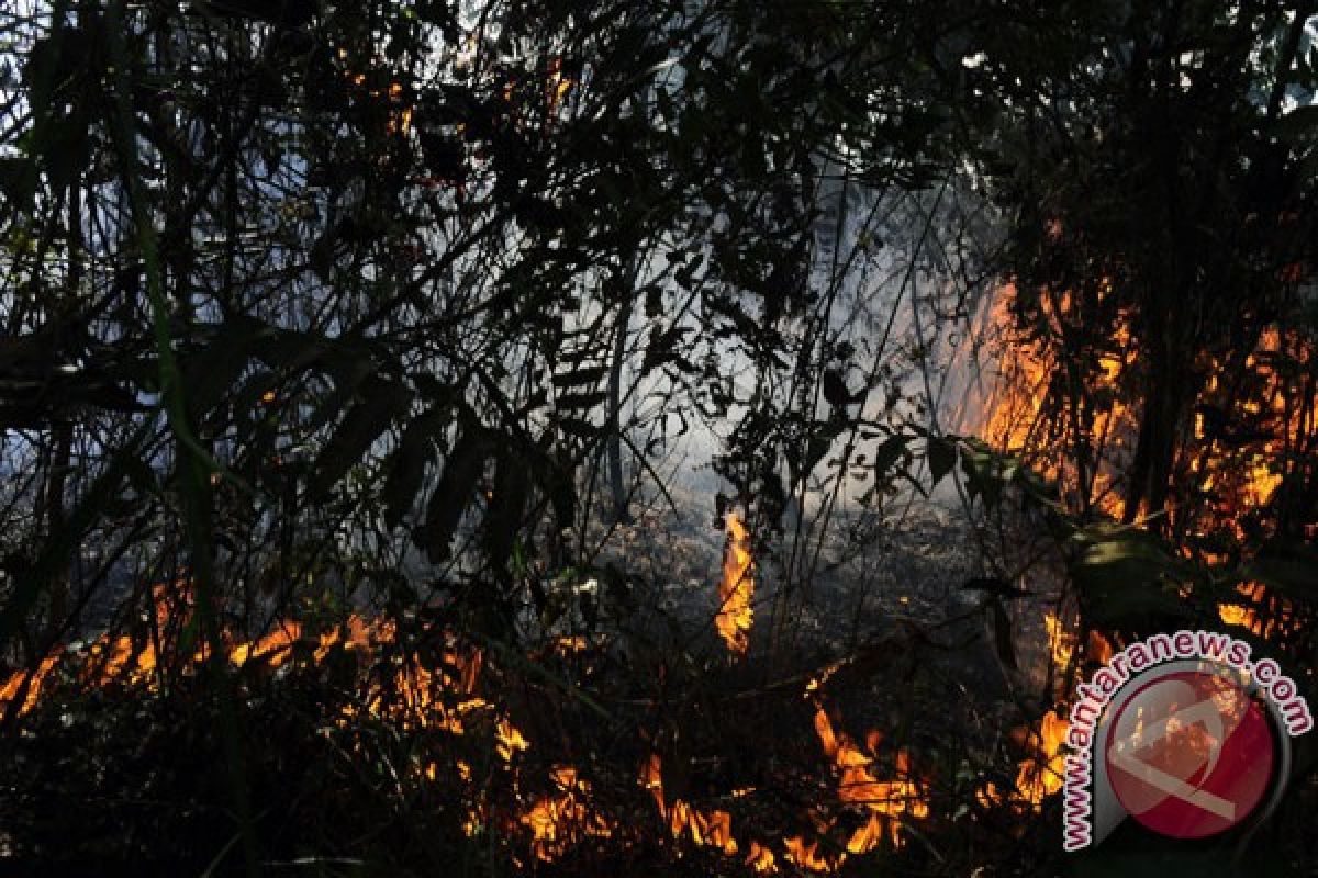 148 titik panas terdeteksi di Riau