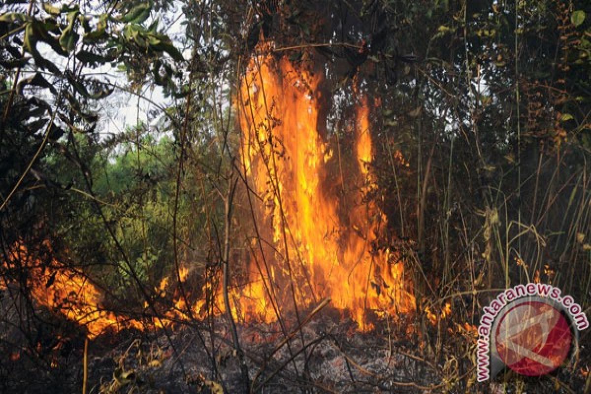 Nine already arrested over forest fires