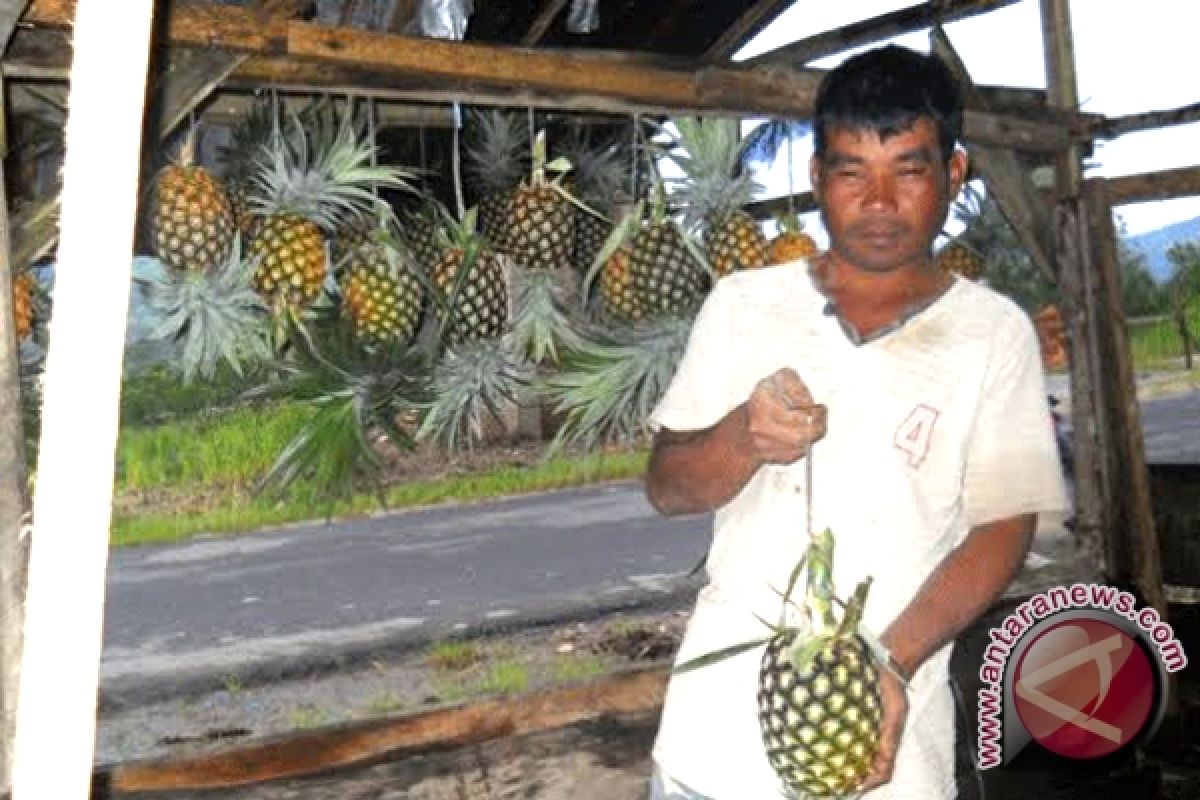 Petani Nanas Sampit Rugi Jutaan Rupiah 
