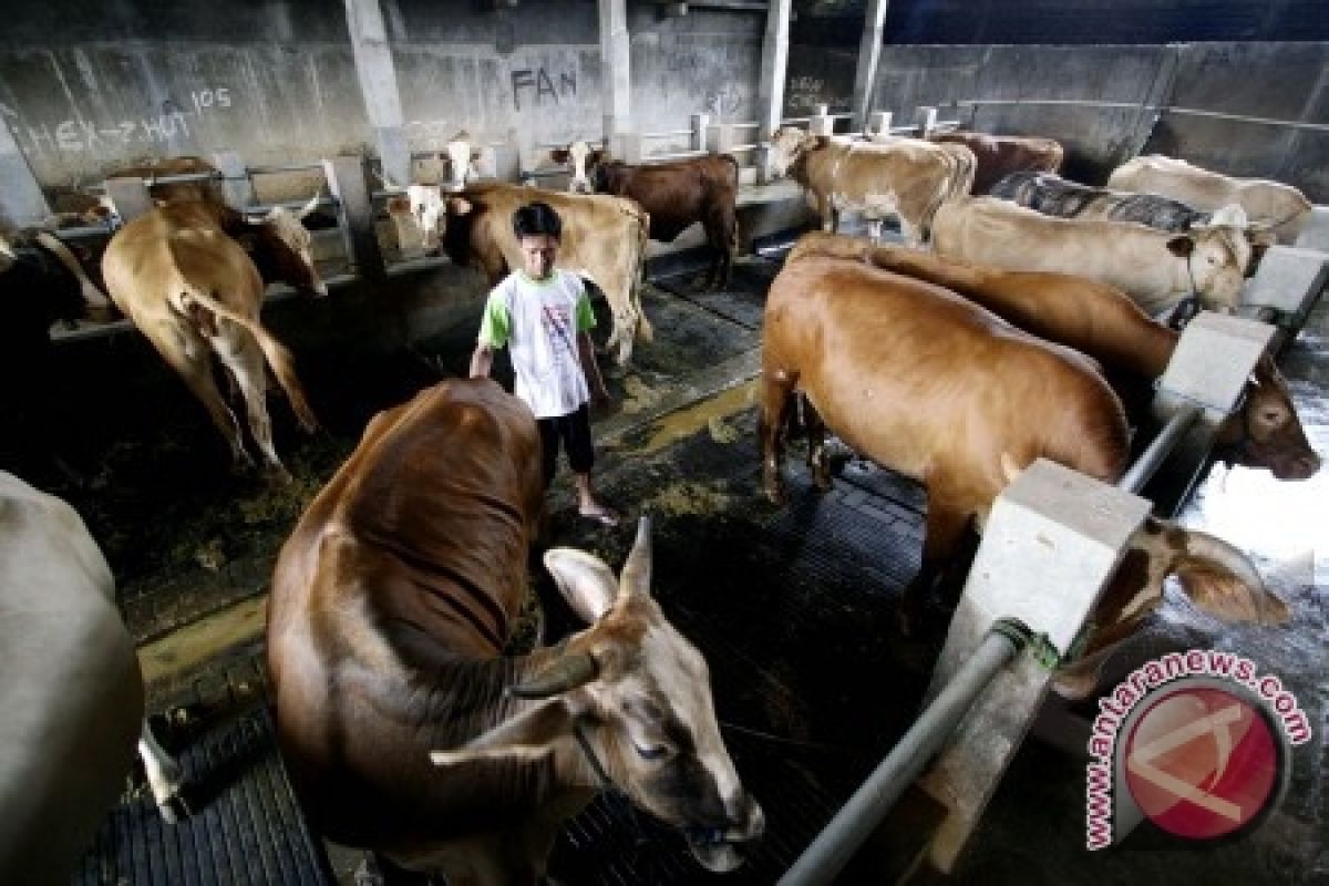 Polres Bangka Tengah Sumbang Tiga Sapi Kurban