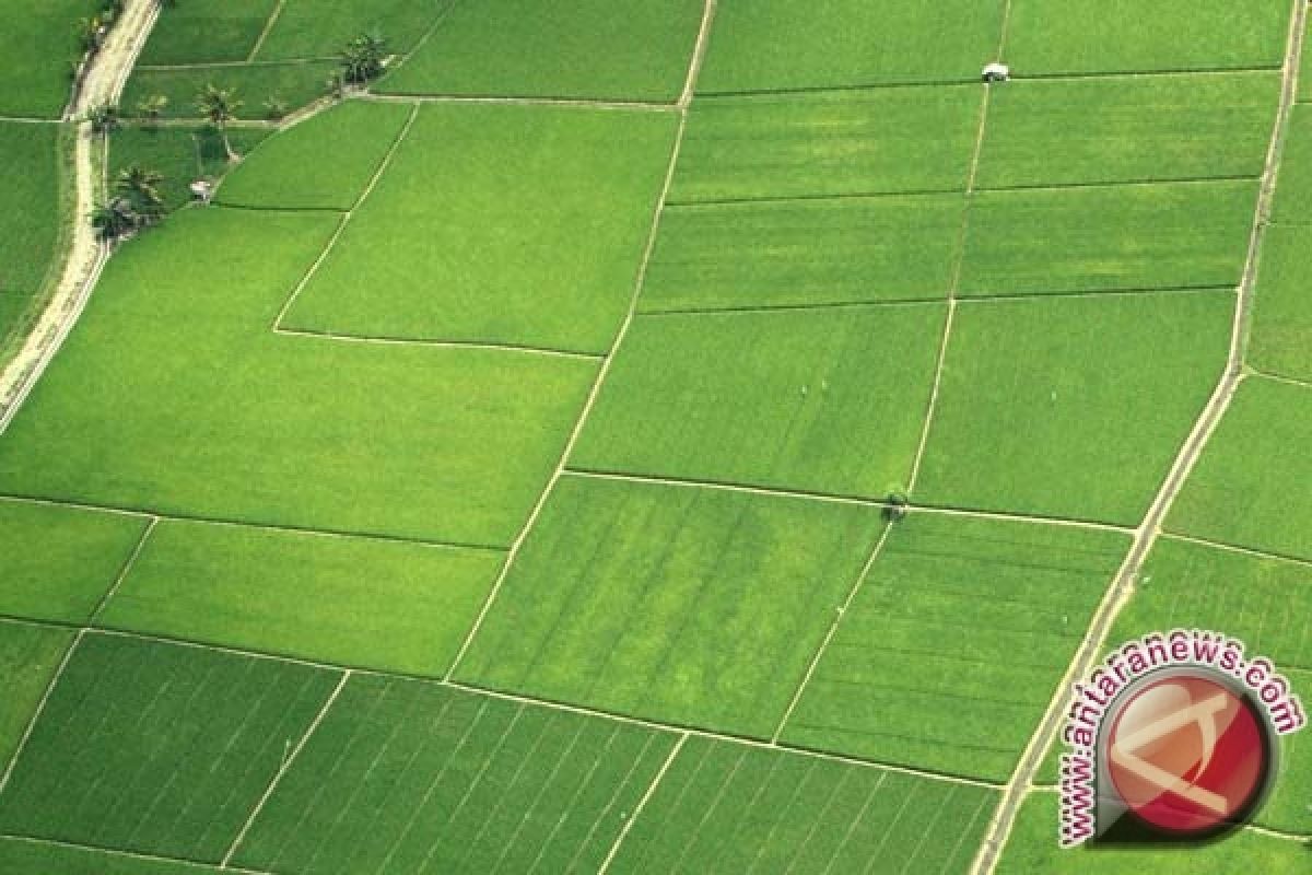 Barito Selatan Buka 2.000 Hektar Lahan Pertanian