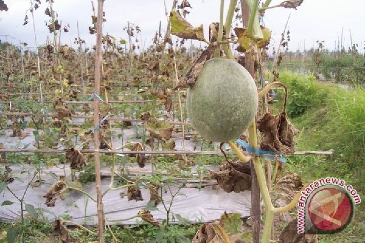Bantul tidak menganjurkan petani tanam melon