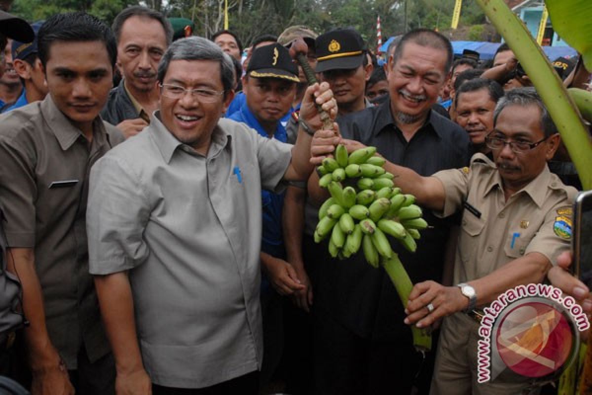PTPN XII ekspor pisang "Kirana" ke China