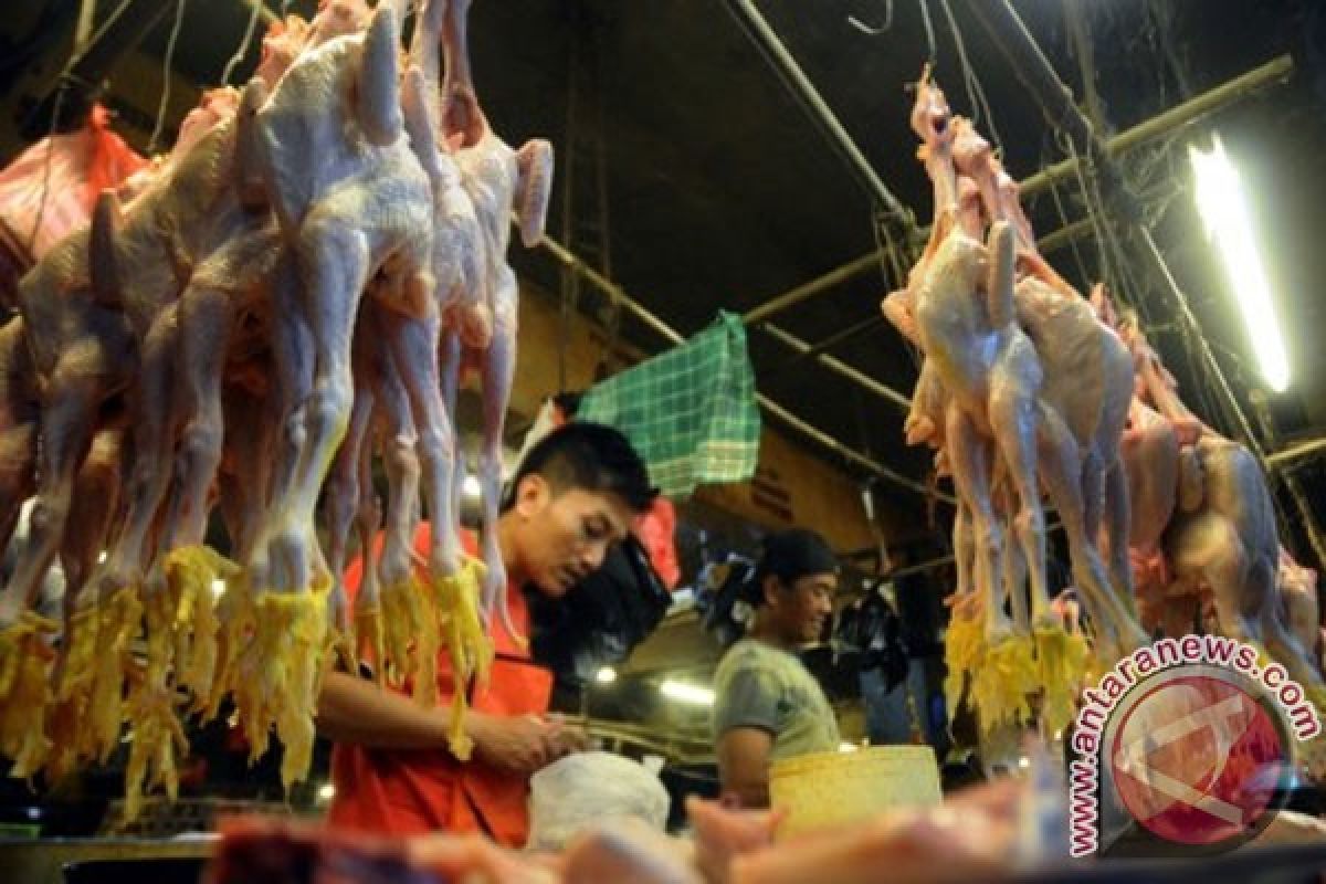 Harga daging ayam potong di Pontianak naik