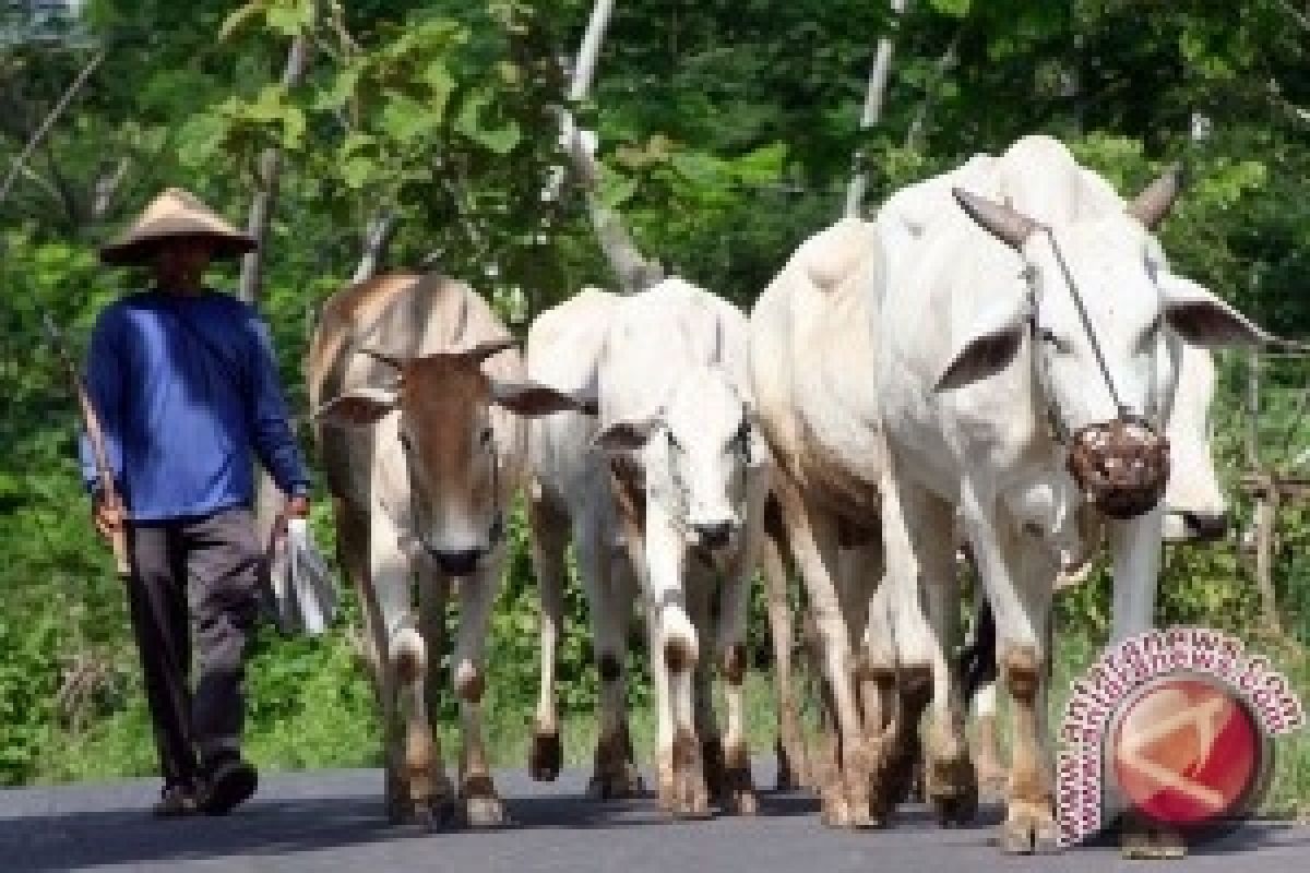 Peternak Sapi Bangka Tengah Kembangkan Pupuk Kompos