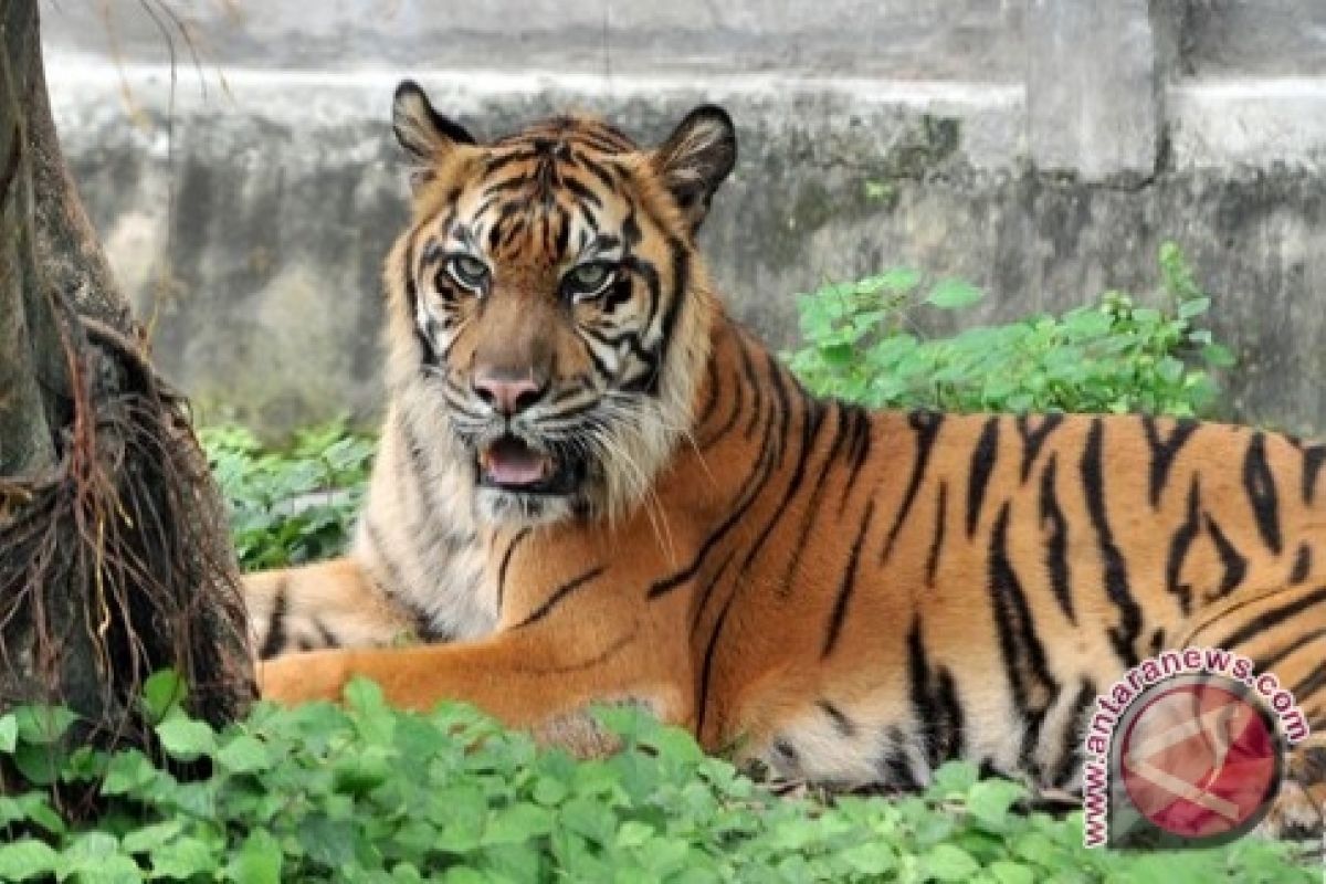 Harimau KBS Keracunan Formalin Dirawat di TSI