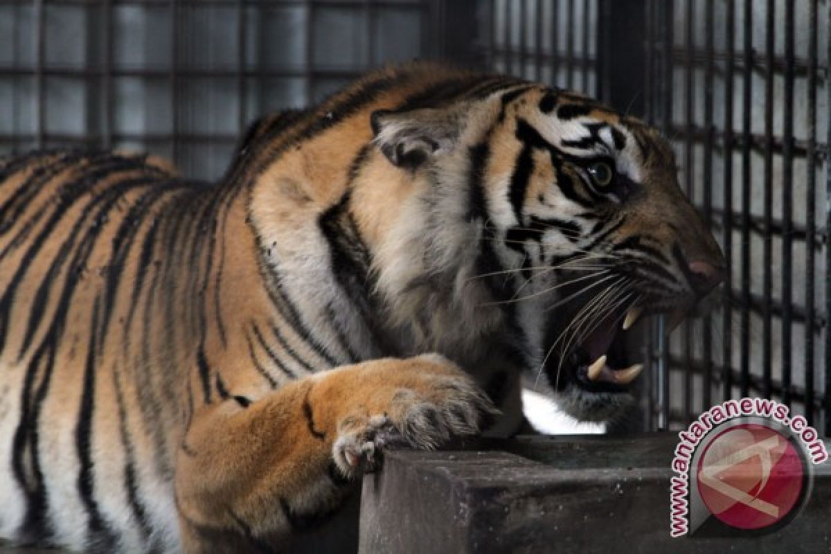 Harimau sumatra batal dievakuasi dari vila  di Bogor
