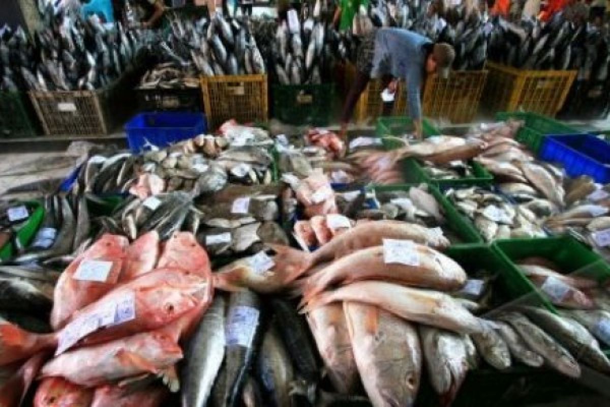 Singapore Imports 1.3 Tons of Angoli Fish from E Nusa Tenggara