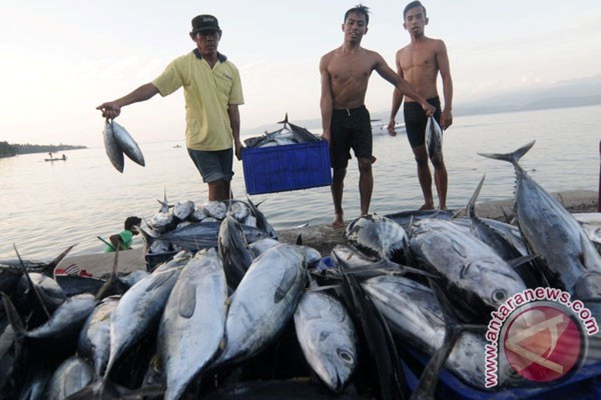 Ikan tuna jadi komoditi andalan di Sulbar