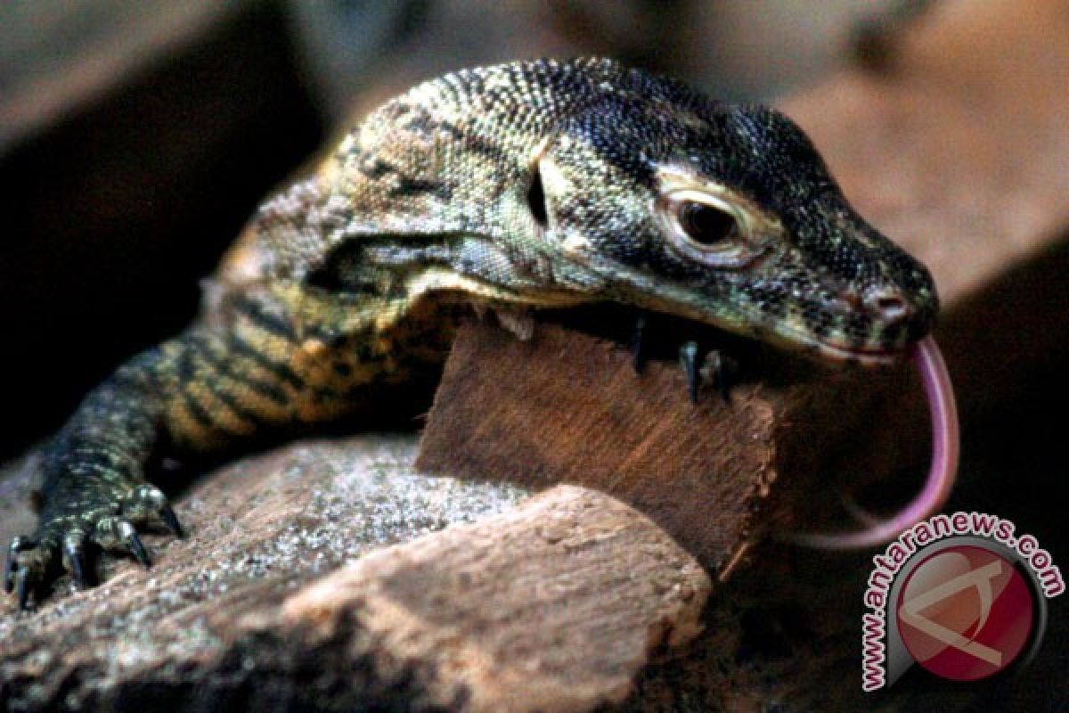 More tourists visit Komodo National Park in 2013