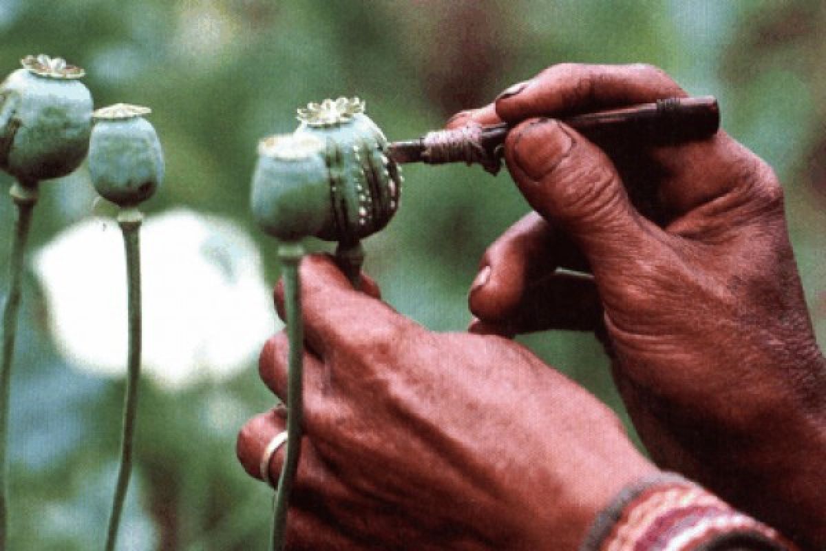 Seorang perempuan dihukum karena tanam 2.200 pohon opium