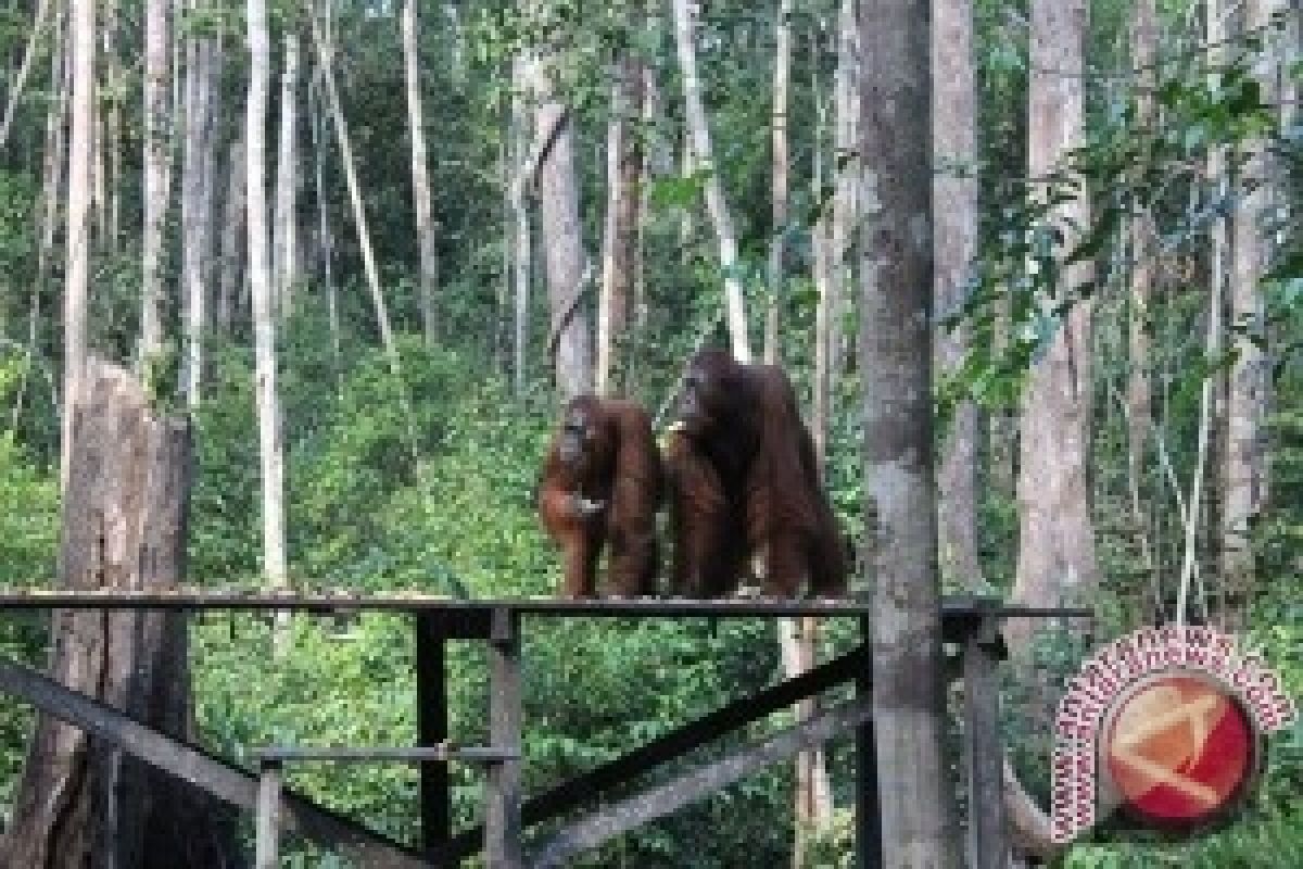 Menyambangi Rumah Orangutan Kalimantan