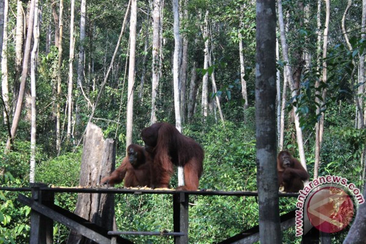 Kawasan konservasi orangutan masih proses "recovery"