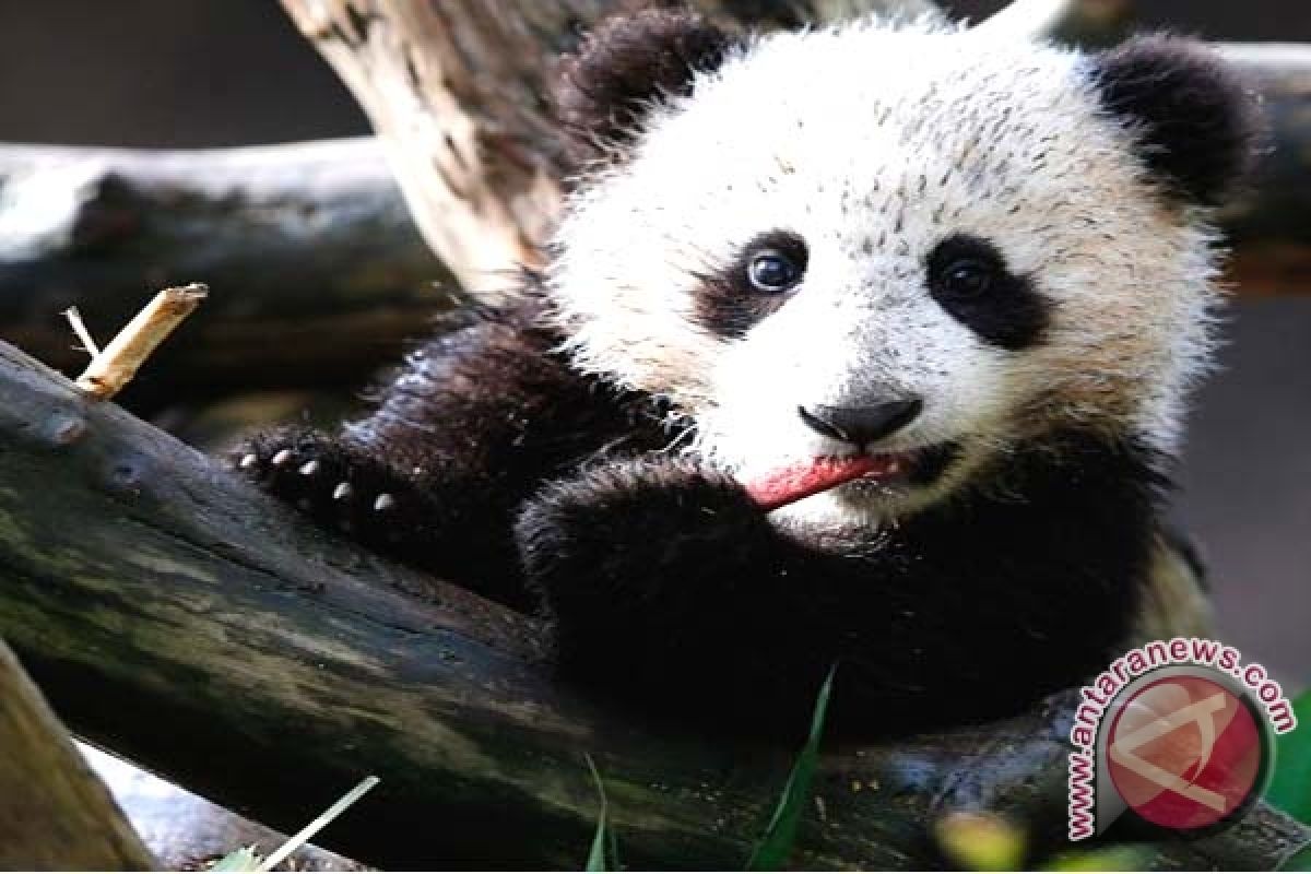  Panda Raksasa Lahirkan Bayi Kembar Di Atlanta