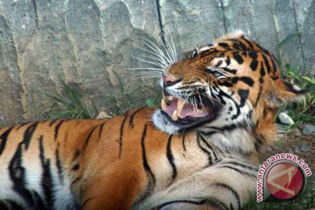 Pemburu Incar Harimau Sumatera di TNKS Jambi