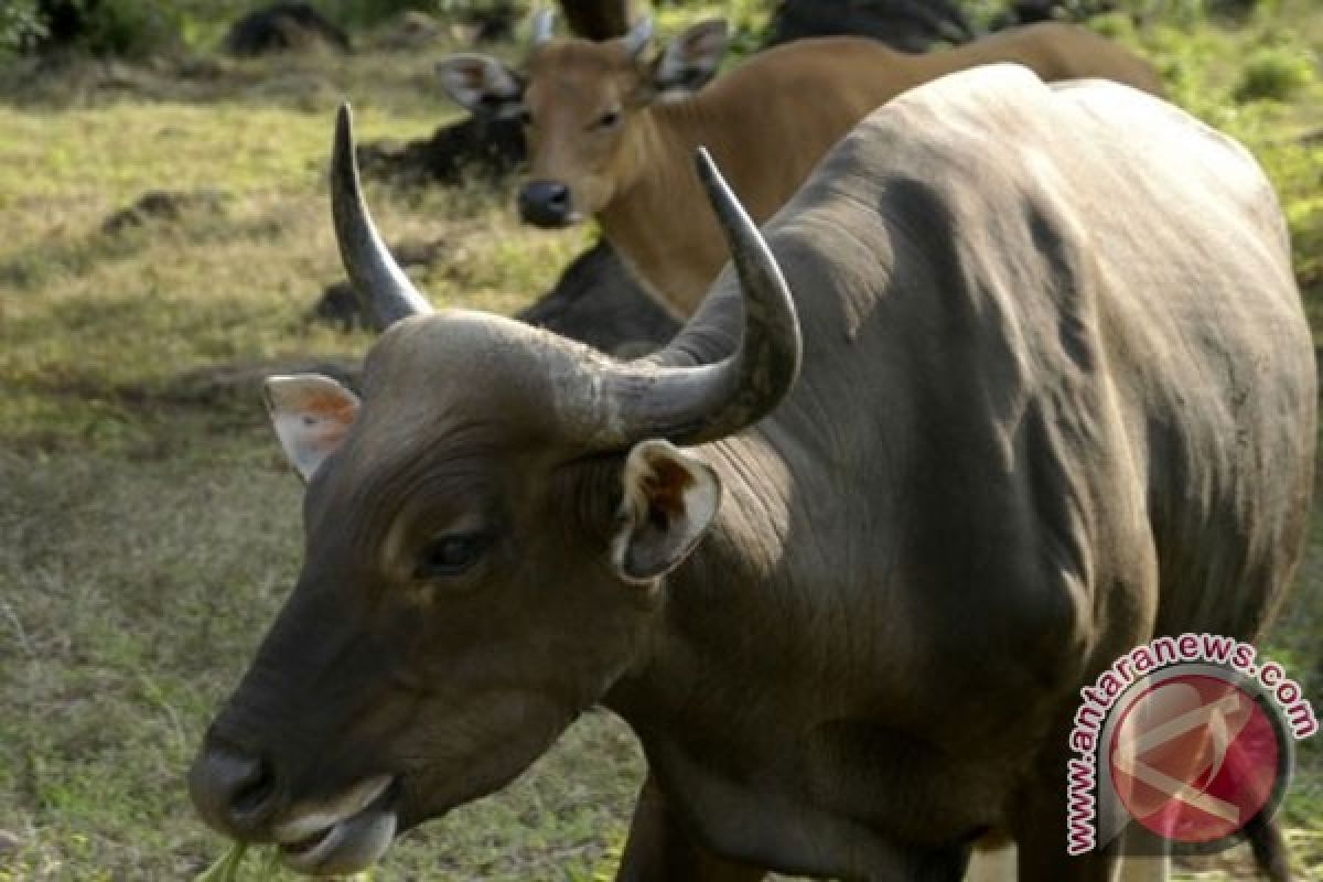 TN Baluran kembangbiakkan banteng Jawa