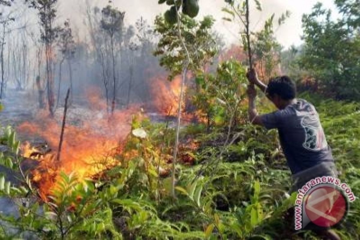 3.000 Ha Hutan Tolitoli Terbakar 