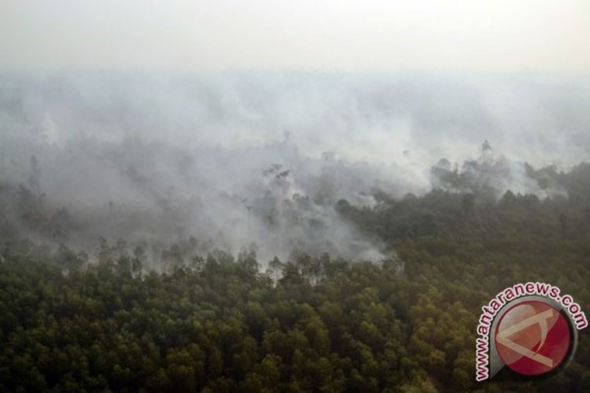 Luas kebakaran lahan di Riau 16.500 hektare