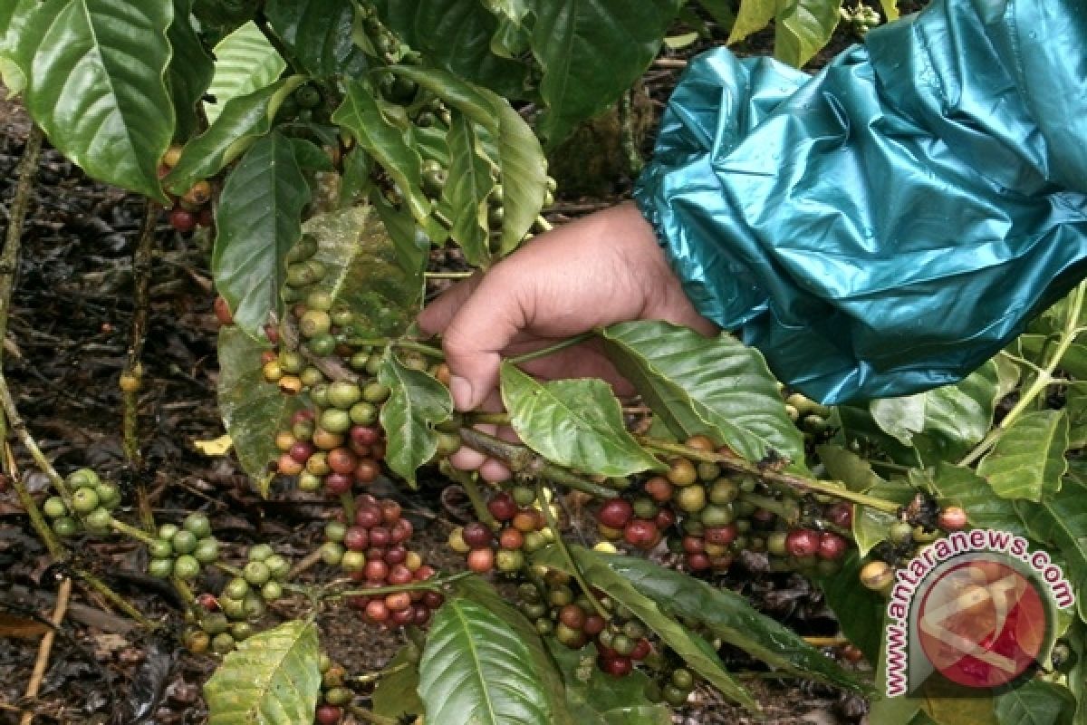Ekspor kopi Lampung naik