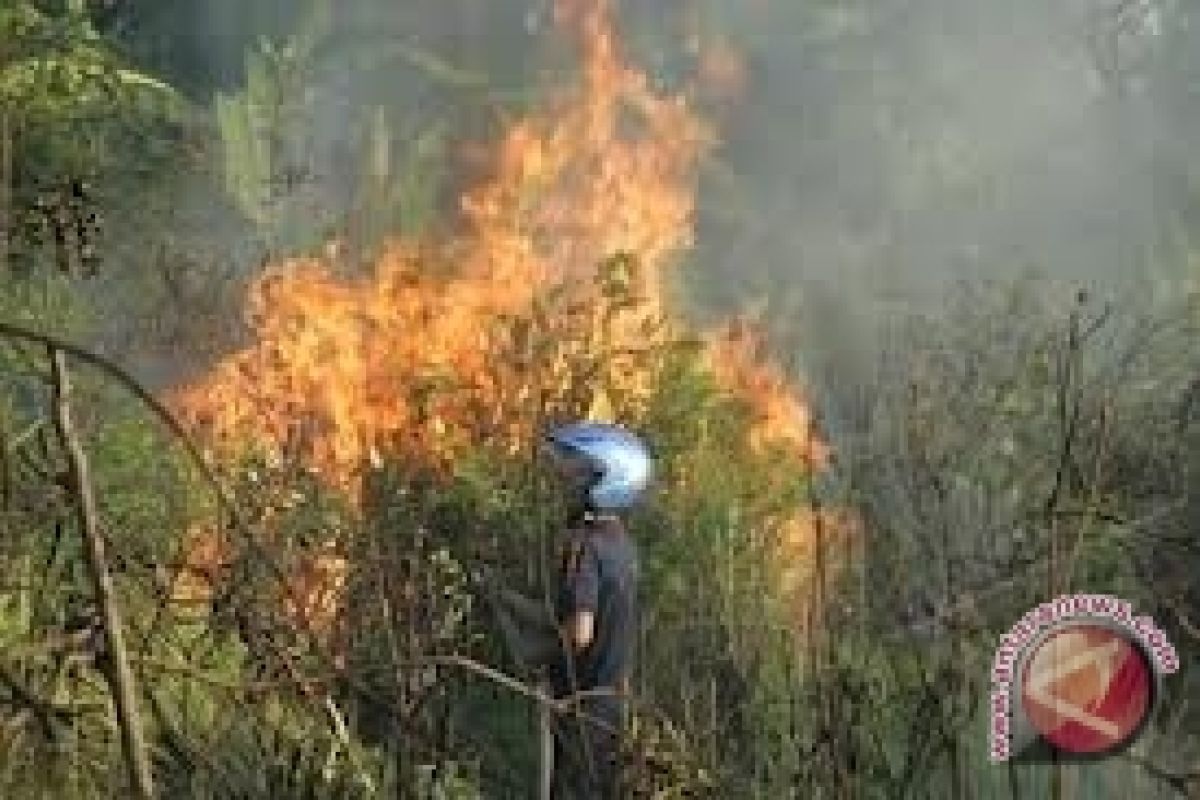 Hutan Lindung Koba Terbakar